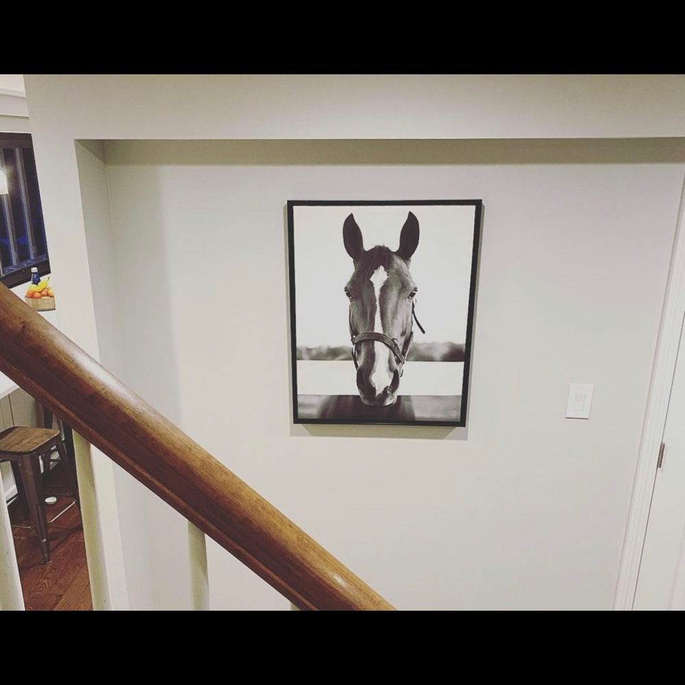 Horse canvas print